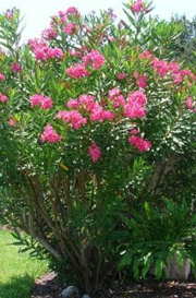 فروش گیاه خرزهره 